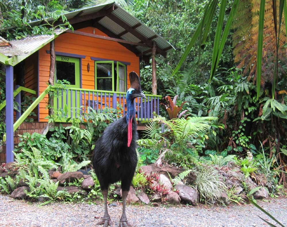 Rainforest Hideaway Кейп Трибулейшън Екстериор снимка